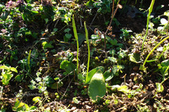 Ophioglossum reticulatum